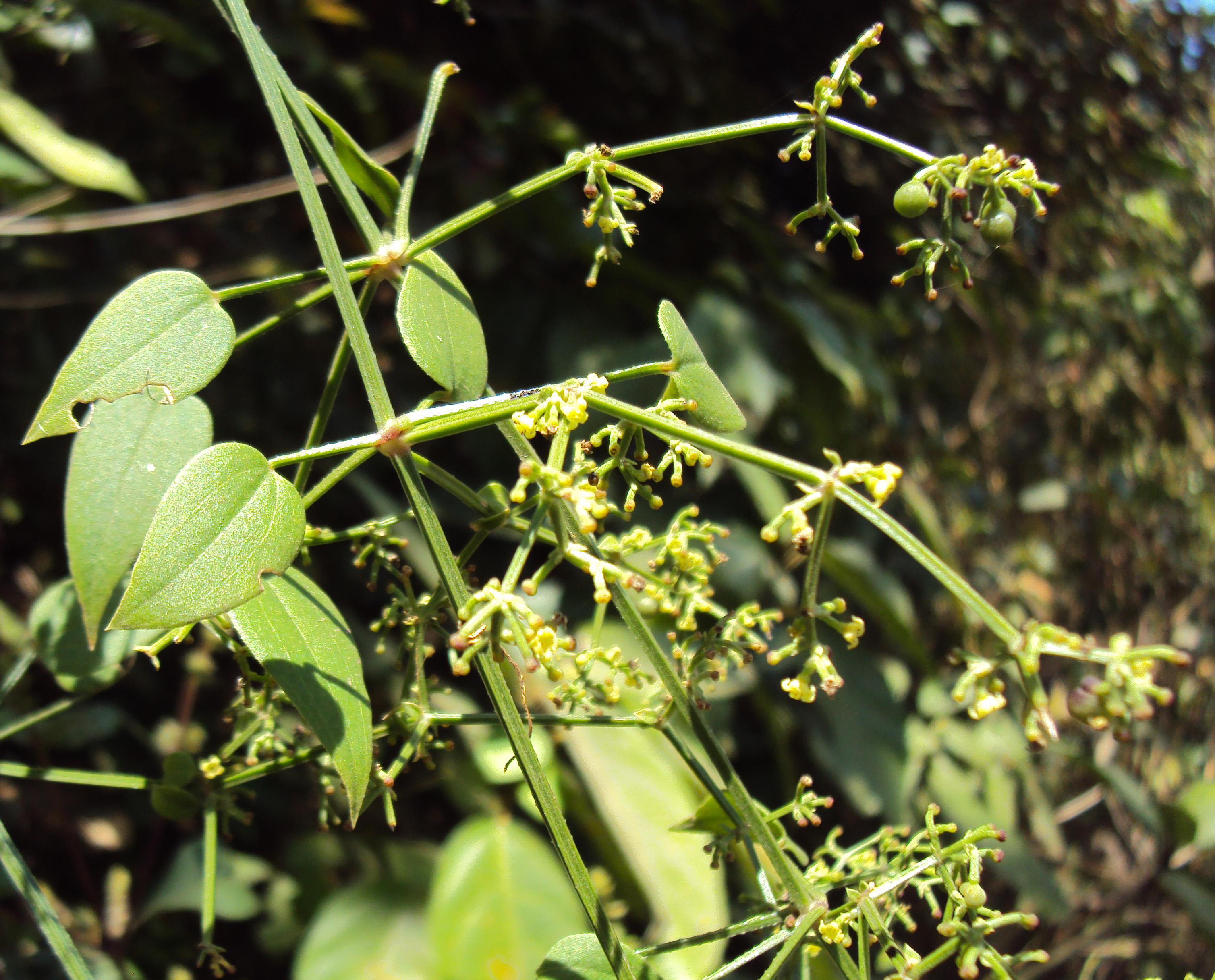 Manjistha (Rubia cordifolia) in raktadushti disorders: A complementary approach to raktamokshana